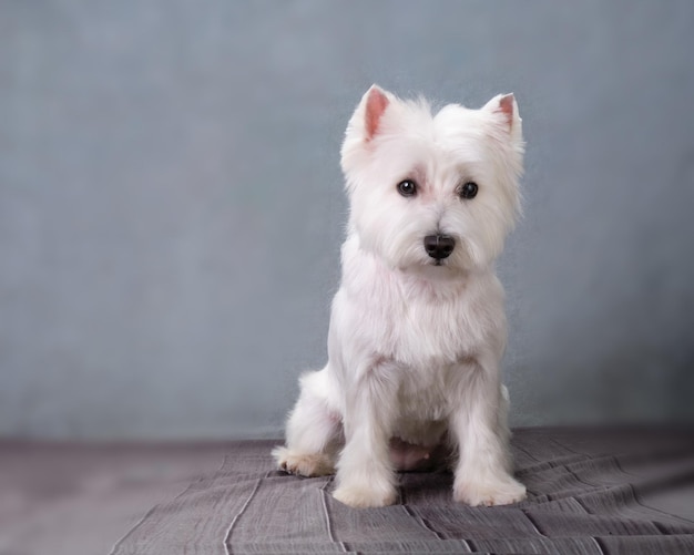 Um jovem West Highland White Terrier sentado após o corte no salão de cães