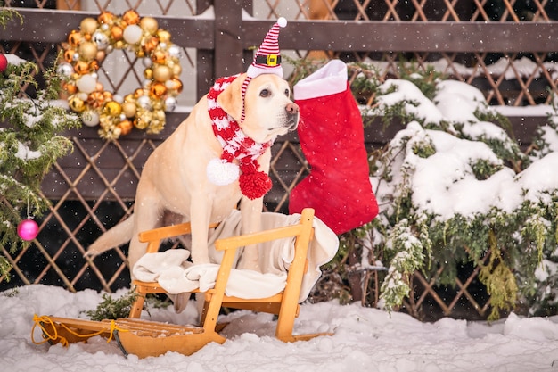 Um labrador dourado com um lenço senta-se perto de uma árvore de Natal decorada e um trenó durante uma nevasca no inverno no pátio de um edifício residencial.