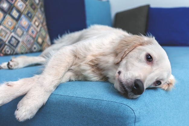 Um labrador retriever amarelo estava deitado na cama em casa. Cão de raça Golden Retriever. Animais de estimação.