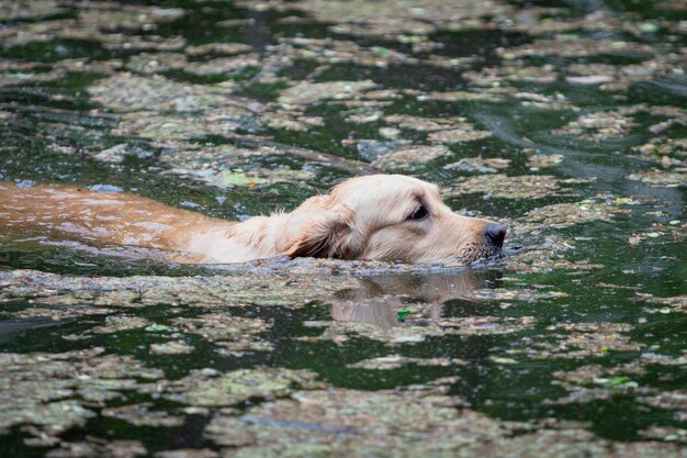 Um Labrador Retriever nadando em uma lagoa