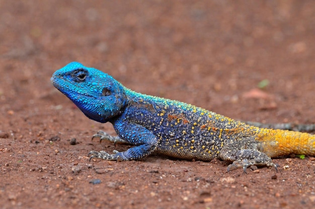 Um lagarto agama de cabeça azul colorido sentado no chão no parque Kruger, África do Sul