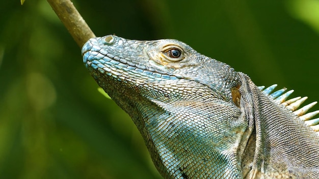 Um lagarto azul com cabeça verde e olhos azuis olha para a esquerda
