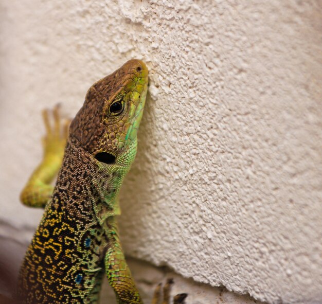 Foto um lagarto com cara verde está parado em uma parede