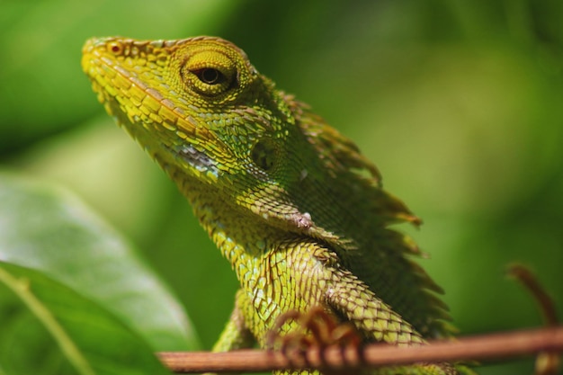 Um lagarto em um galho com um fundo verde