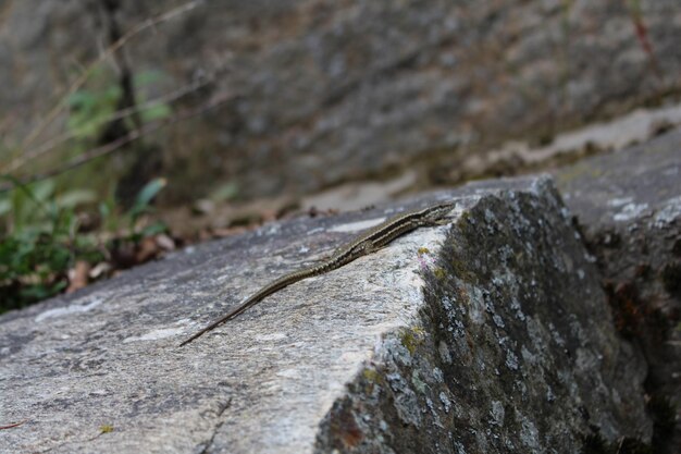 um lagarto em uma rocha