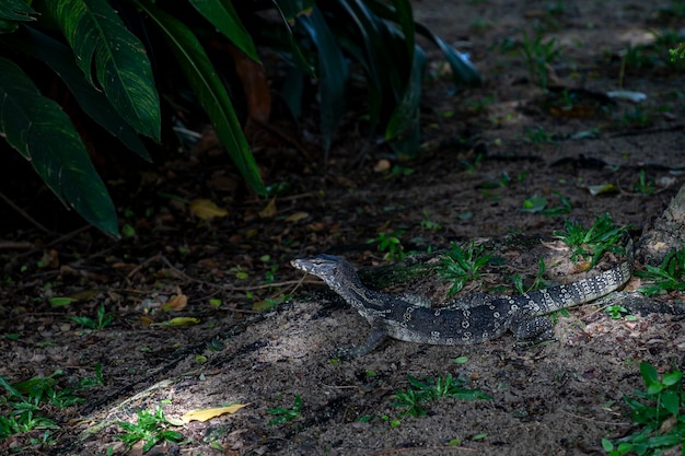 Um lagarto monitor rastejando no chão úmido na base de uma árvore em algumas universidades isso é norma