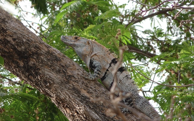 Um lagarto-monitor sentado em um tronco de árvore