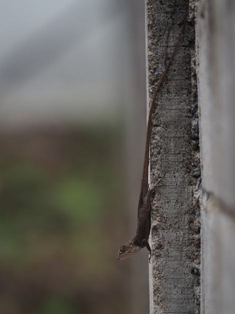 Um lagarto na parede de cimento olhando para algo para comer