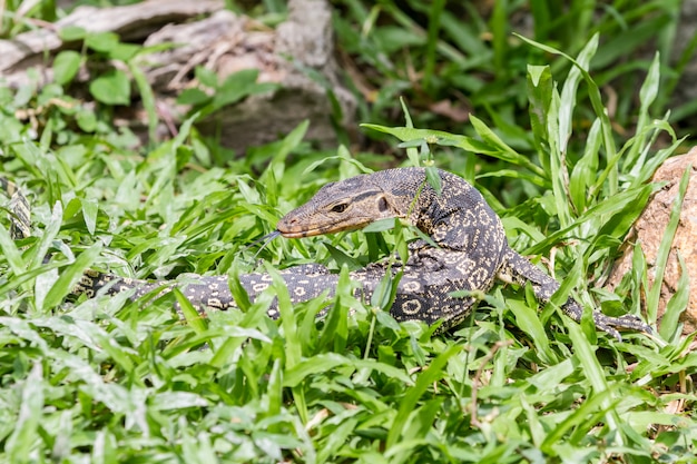 Um lagarto olhando