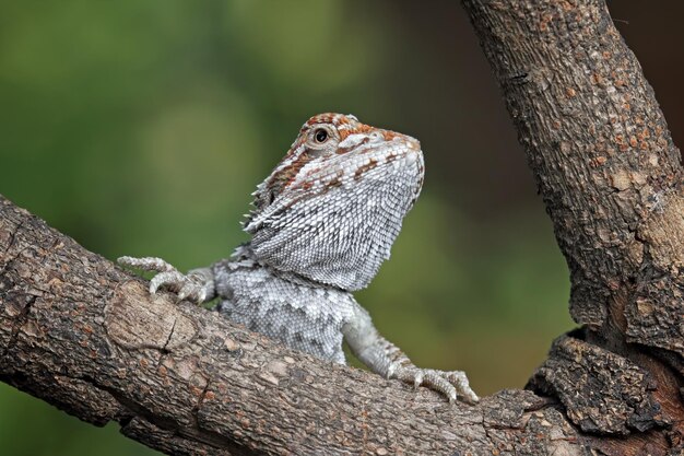 Um lagarto senta-se em um galho de árvore na natureza.