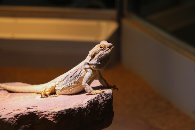 Um lagarto senta-se em uma pedra em um quarto escuro.