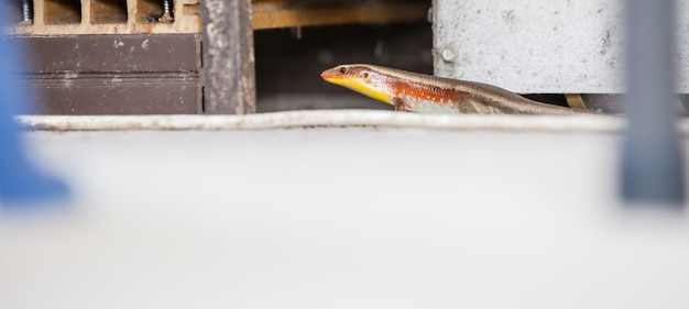 Um lagarto skink