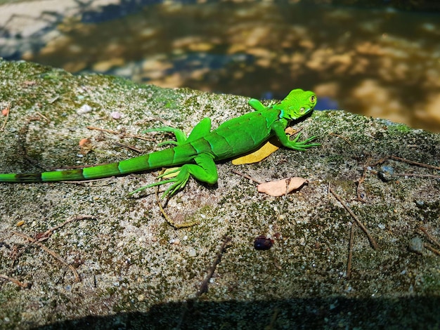Um lagarto verde está sentado em um tronco de árvore.