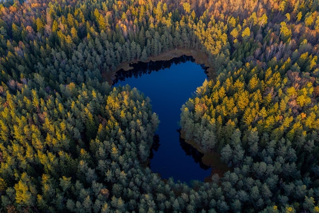 Um lago cercado por árvores no meio da foto do drone aéreo da floresta