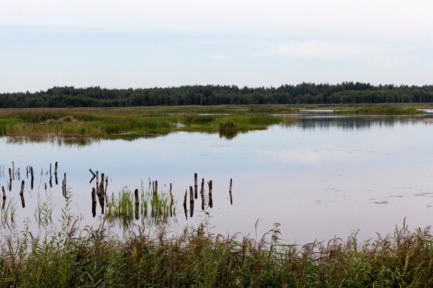 Um lago com diferentes plantas