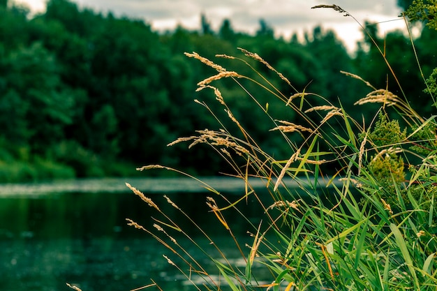 Foto um lago com grama verde e um lago ao fundo