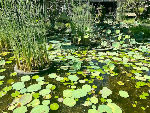 Um lago com nenúfares e uma casa ao fundo