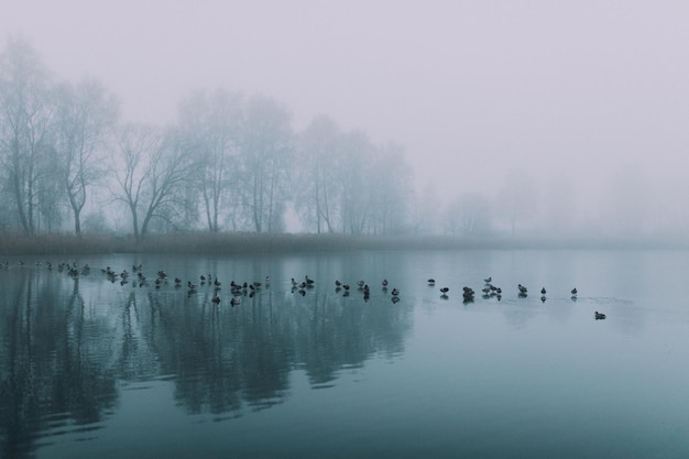 Um lago com patos e árvores no meio do nevoeiro