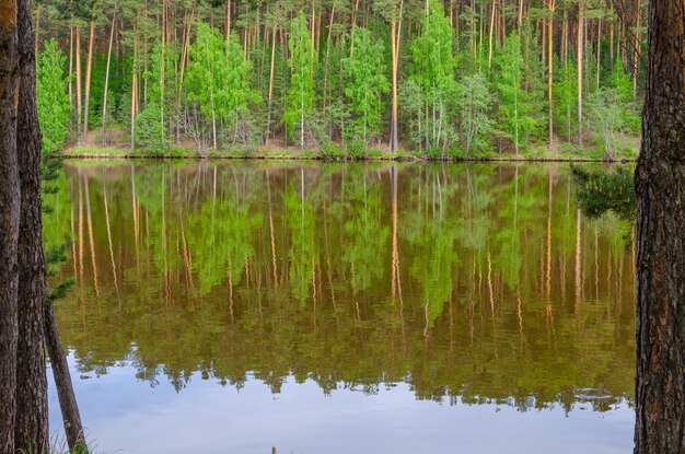 Um lago com um reflexo de árvores nele