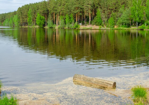 Um lago com um tronco em primeiro plano e uma floresta ao fundo.