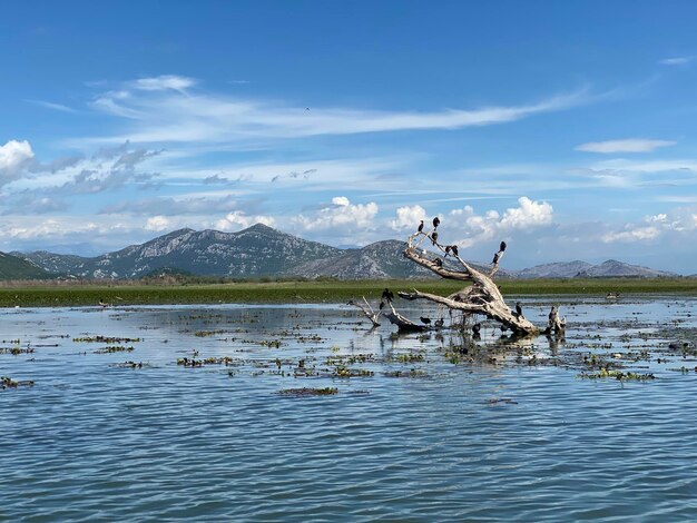 Um lago com uma árvore no meio e uma montanha ao fundo