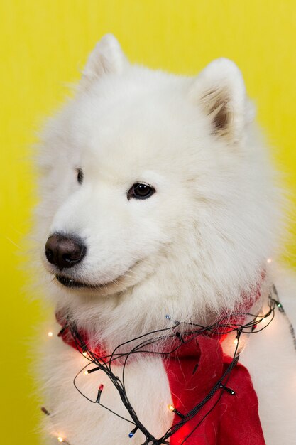 Um laika grande e branco para cães.