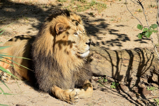 Um leão descansa em um tronco ao sol.