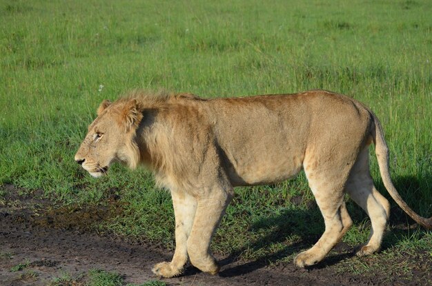 Foto um leão está andando na estrada na frente de um campo gramado