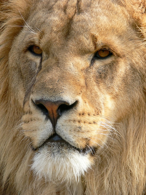 Um leão majestoso sentado em uma plataforma de madeira