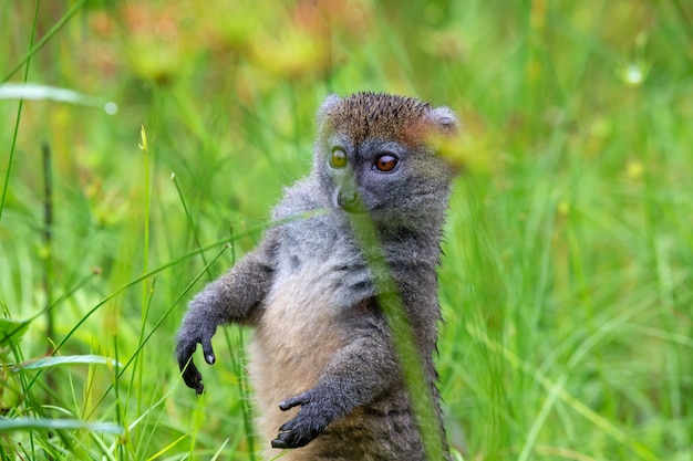 Foto um lêmure de bambu entre a grama alta parece curioso