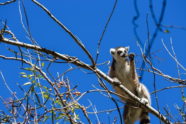 Um lêmure em forma de anel, lêmure catta, sentado em uma árvore Madagascar