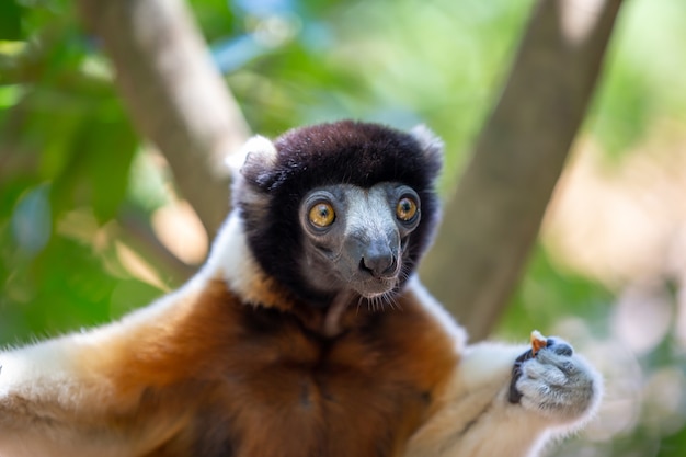 Foto um lêmure sifaka que se acomodou na copa das árvores