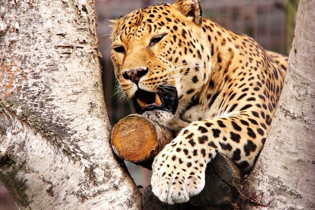 Um leopardo africano mostra seus dentes