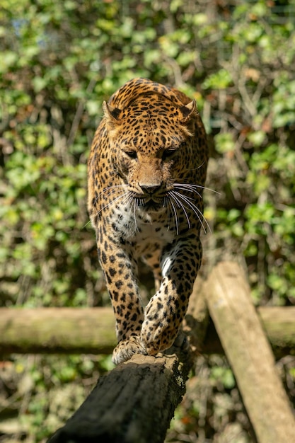 Um leopardo andando em um tronco em um zoológico