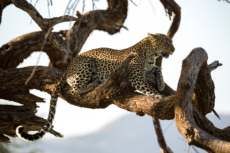 Um leopardo descansa no galho de uma árvore