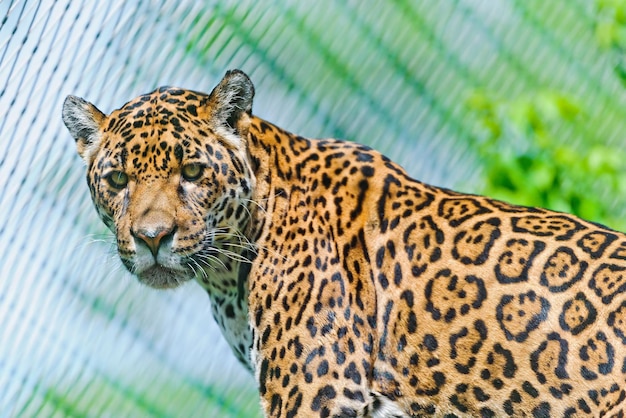 Foto um leopardo está de pé atrás de uma cerca e olhando para a câmera