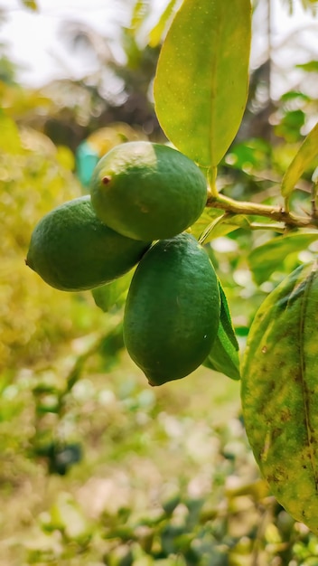 Um limoeiro com fruta verde nele