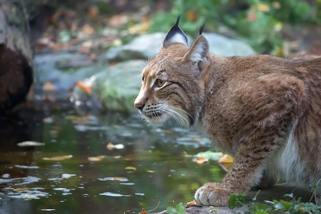 Um lince na floresta, um retrato.