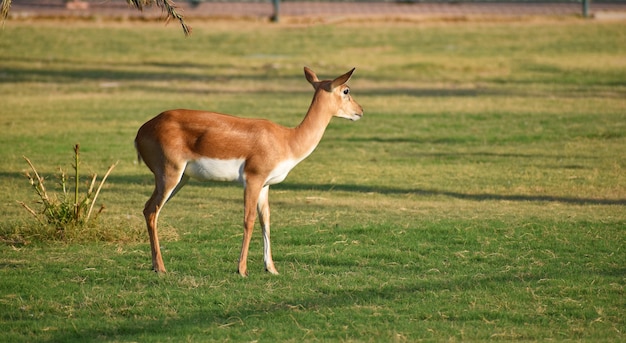 Um lindo antílope BlackBuck