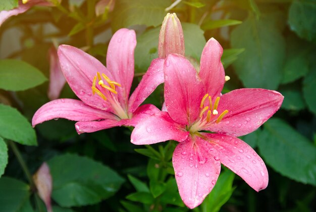 Um lindo arbusto de lírios rosa crescendo no jardim após a chuva Papel de parede natural