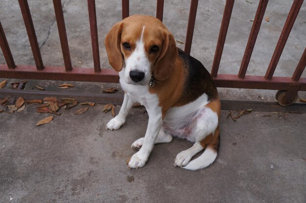 Foto um lindo beagle ela morde coisas e senta-se em remorso do vazamento