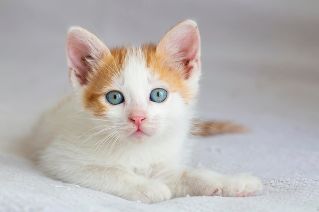 Um lindo bebê gato que é muito curioso