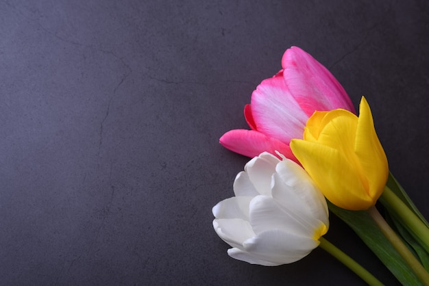 Um lindo buquê brilhante de tulipas coloridas em close-up contra uma parede cinza escura.