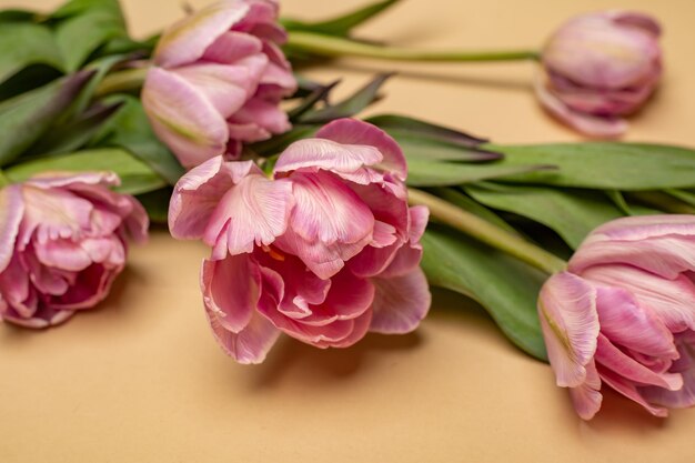 um lindo buquê de tulipas cor de rosa em um fundo bege closeup