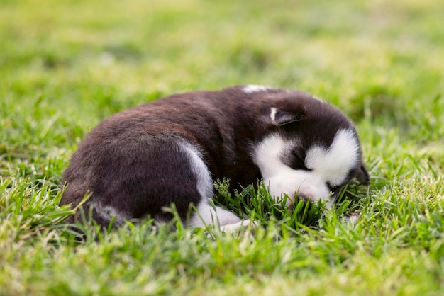 Um lindo cachorrinho de husky siberiano deitado no campo de grama verde