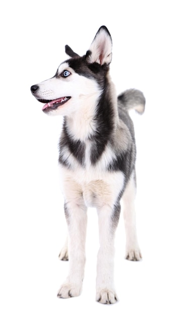 Um lindo cachorrinho husky isolado em branco