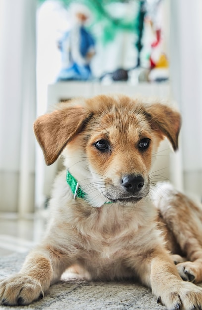 Um lindo cachorrinho ruivo está deitado no chão