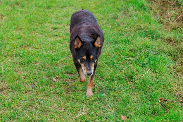 Um lindo cachorro correndo na grama verde