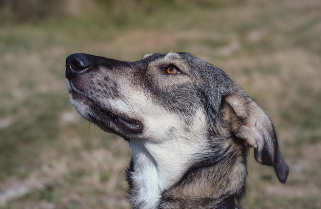 Um lindo cachorro de rua cinza com olhos tristes. Cão adorável sem raça. O olhar fiel e leal o