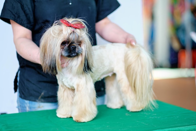 Um lindo cachorro shih tzu engraçado na mesa do tosador no estúdio